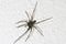 House Spider (Tegenaria atrica)