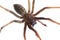 House Spider (Tegenaria atrica), isolated
