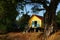 House on stilts under ancient tree