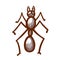 House, sugar, stink or coconut ant hand drawn icon. Tapinoma sessile pictogram. House parasite symbol.