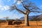 House surrounded by baobab trees in Africa