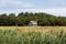 A house on the Texel island in the Netherlands on a big yellow field with a blue but cloudy sky