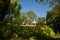 House through the trees