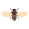 House tsetse fly icon cartoon vector. Africa insect