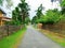 House village road and natural trees