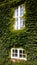 House wall with ivy on a summer day. Two Windows.Vertical view