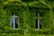 House windows with green overgrown ivy