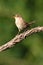 House Wren