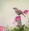 House Wren