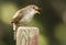 House Wren