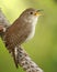 House Wren