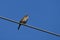 House Wren bird sitting perched on a wire