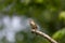 House wren singing on an isolated branch