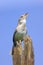 House Wren Singing On A Stump