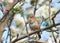 House Wren (troglodytes aedon)