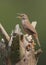 House Wren (troglodytes aedon)