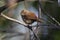 House wren(troglodytes aedon)