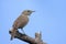 House Wren (troglodytes aedon)