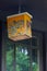 House wren Troglodytes aedon on Uniquely Hand-painted Nestbox