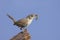 House Wren with a Worm