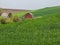 House and yard create an oasis in the wheat fields