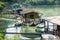 houseboat parked by the river near the swamp