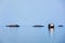 Houseboats in lake. Kerala, India