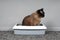 Housebroken cat sitting in cat`s toilet or litter box