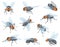 Houseflies. House flies, domestic fly insects, housefly fly-in and fly-out or sit on wall, insect head with proboscis