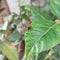 Houseflies seat on the leaf
