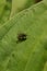 Housefly cleans its feet on a green leaf