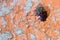 Housefly close-up on a bricklaying