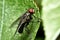 Housefly close up Macro shot. The housefly is a fly of the suborder Cyclorrhapha, and has spread all over the world as a commensal