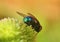 Housefly closeup from behind background wallpaper