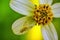 Housefly closeup - Housefly sitting on a pretty white and yellow flower isolated on green background sun light