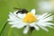 Housefly on common daisy