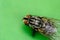 Housefly or domestic fly Musca domestica with two large compound eyes extreme macro close up photo