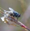 Housefly on a grass twig