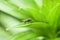 Housefly on a green leaf. High resolution photo