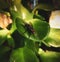 Housefly on green leaf macro photo