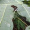 Housefly on the green vegetable plants