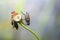 Housefly hangs on to a stem of a dead flower head. soft bokeh background