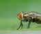 A housefly insect