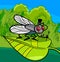 Housefly insect cartoon illustration