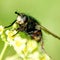 housefly insect flowers