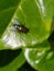 Housefly On A Laurel Leaf