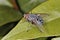 Housefly on a leaf
