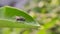 housefly on leaf garden housefly green leaves plant to sit housefly