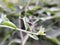 housefly on leaf garden housefly green leaves plant to sit housefly