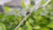 Housefly on leaf video indian village garden Housefly video